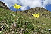 66 Pulsatilla alpina sulfurea